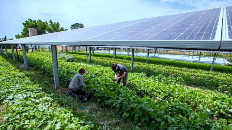Understanding What is Solar Agrivoltaics Applications for Southern Africa
